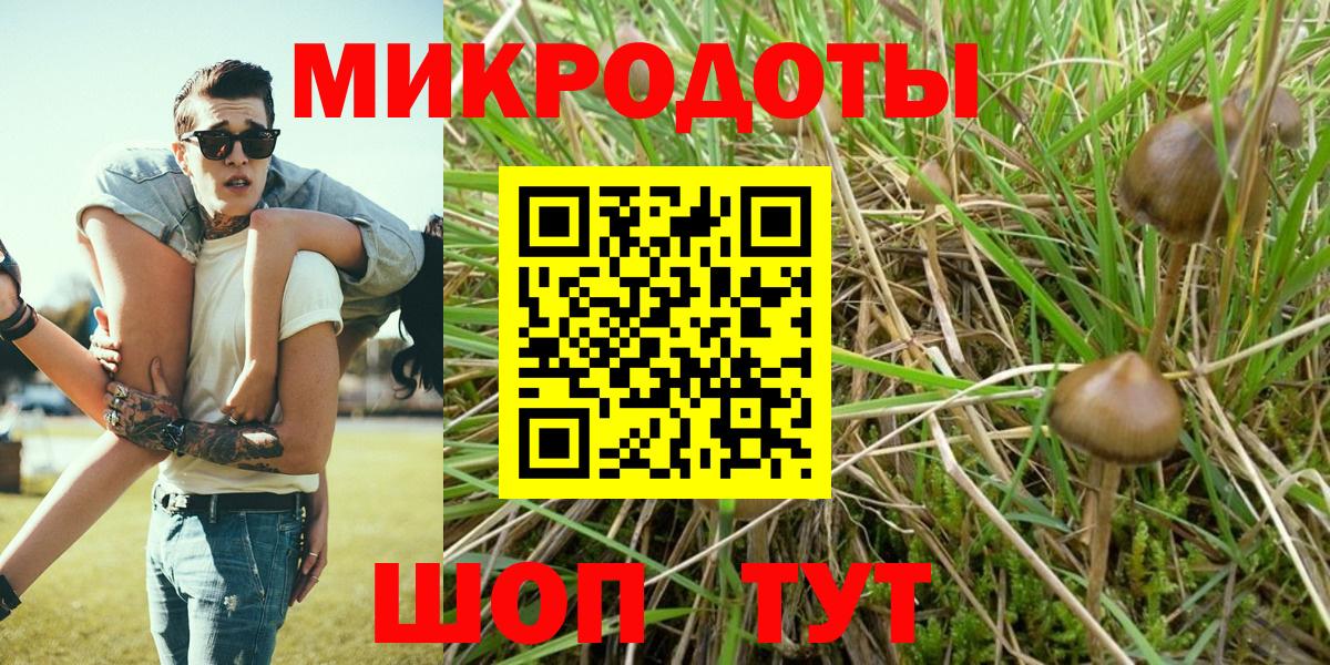Псилоцибиновые грибы Psilocybe Владикавказ